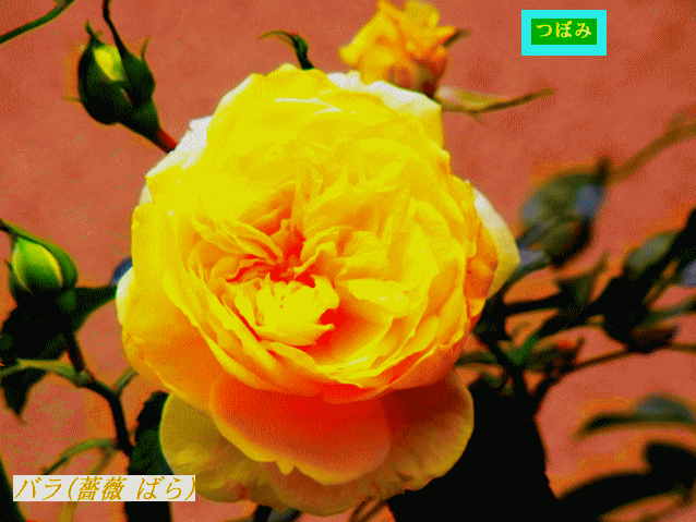 バラ(薔薇 ばら)　蕾と開花　黄色　多重