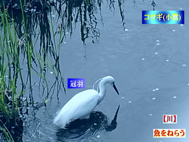 コサギ(小鷺)、川で魚をねらう。長く白い冠羽