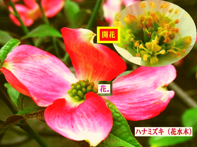 ハナミズキ（花水木） 【緑の花】の開花