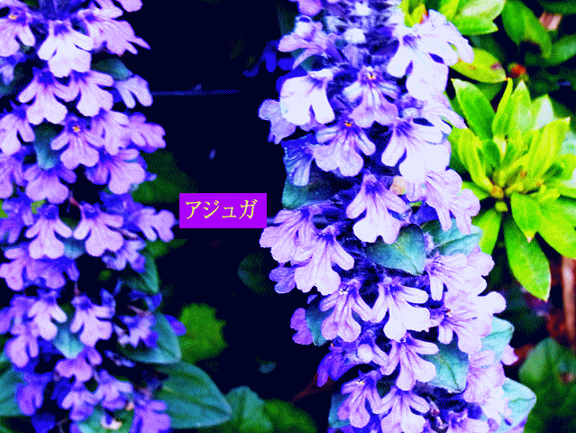 紫の小花　アジュガ
