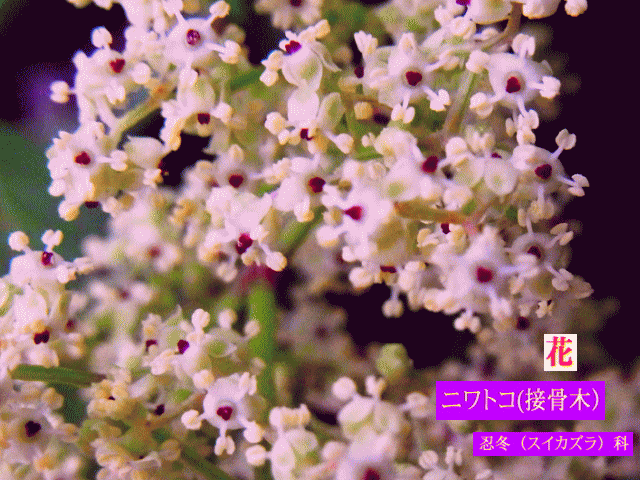 ニワトコ(接骨木）  花びらのない白い花