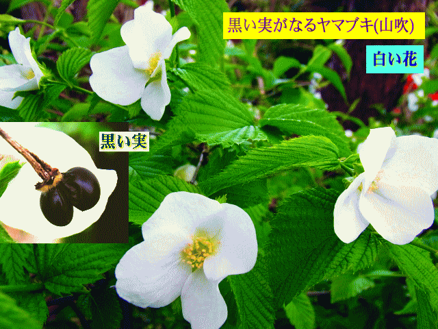 黒い実がなるヤマブキ(山吹) 　白い花