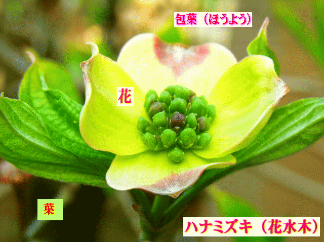 ハナミズキ（花水木）　白い包葉（ほうよう）と【緑の花】