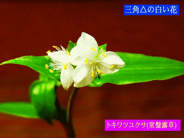 三角△の白い花  トキワツユクサ(常盤露草) 