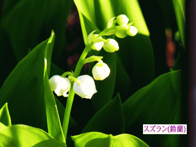 スズラン(鈴蘭 すずらん)  白い花