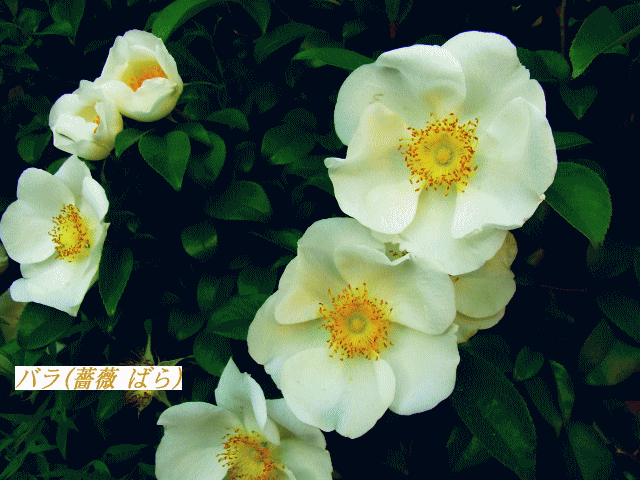 バラ(薔薇 ばら)　一重(ひとえ)の白い花