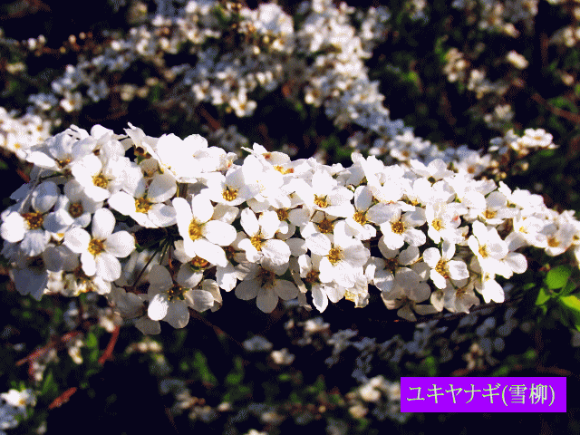 ユキヤナギ(雪柳) 白い小花　バラ（薔薇）科