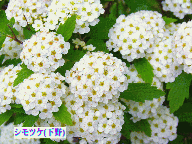 シモツケ(下野)   白い小花　バラ（薔薇）科