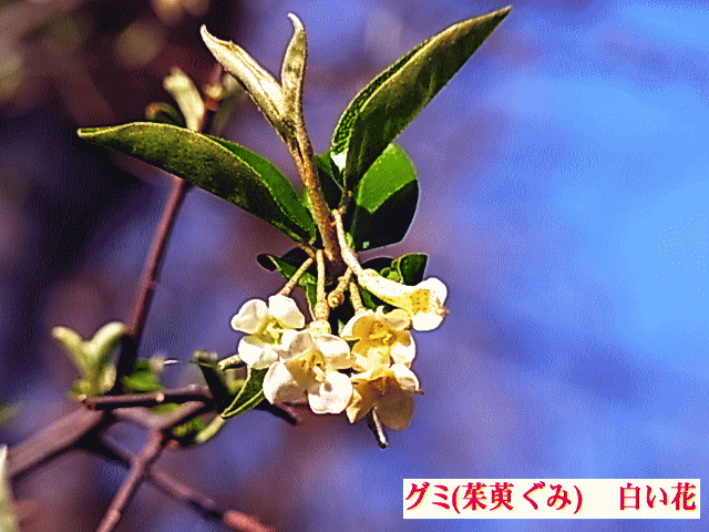 グミ(茱萸 ぐみ) 白い花