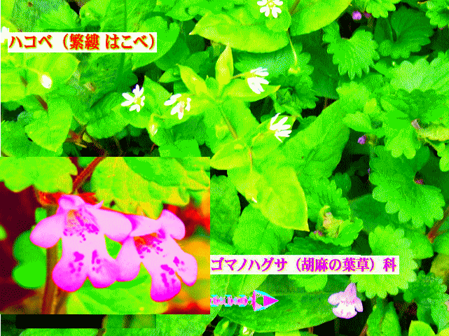 ピンクの小花　ゴマノハグサ（胡麻の葉草）科