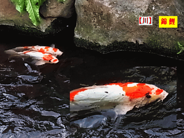 【 川 】を泳ぐ紅白の錦鯉２匹