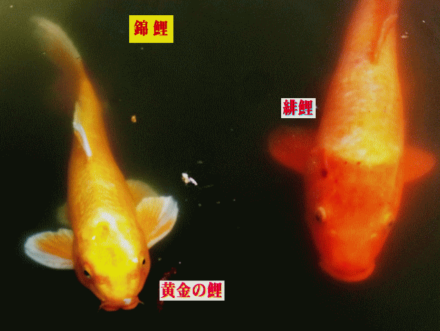 黄金の鯉と緋鯉(ひごい)　錦鯉並んで泳ぐ池