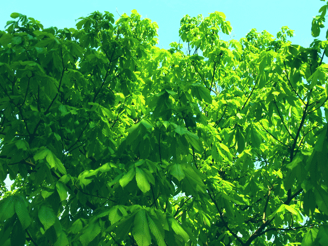 初夏の空と新緑