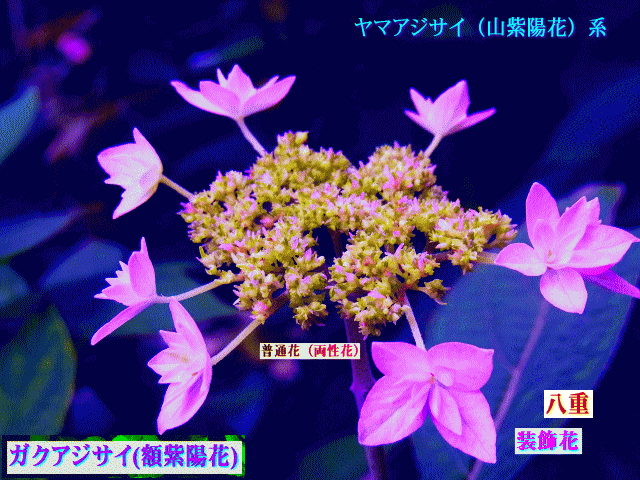ガクアジサイ(額紫陽花)　ピンク 　「七段花」　「幻の花」