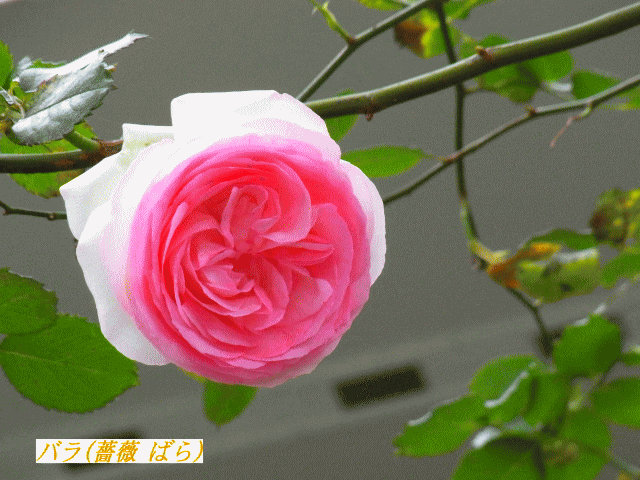 バラ(薔薇 ばら)  スモーク･ピンク　大