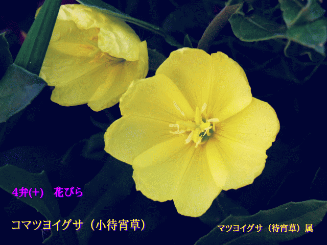 コマツヨイグサ（小待宵草） 黄色  4弁(＋)
