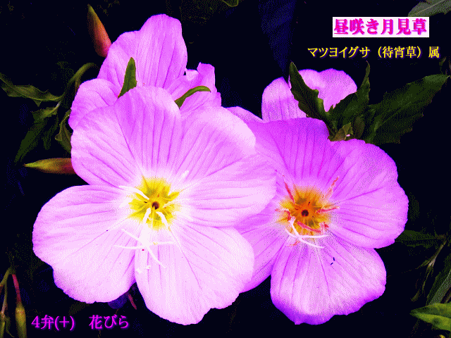 ヒルザキツキミソウ（昼咲月見草) ピンク 4弁(＋)