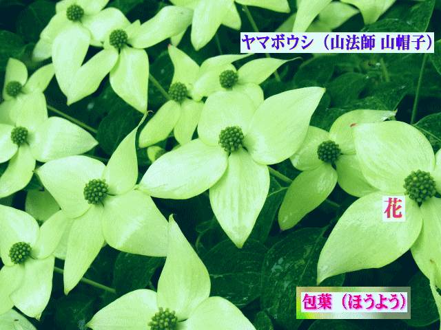 ヤマボウシ　白い4弁の【包葉】と緑の花