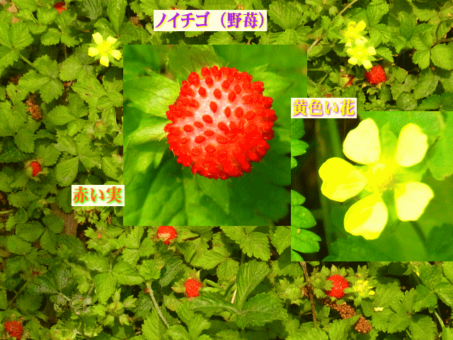 紅いノイチゴ（野苺）　黄色の花　ストロベリー･フィールズ  フォーエバー   （Strawberry Fields Forever ）         