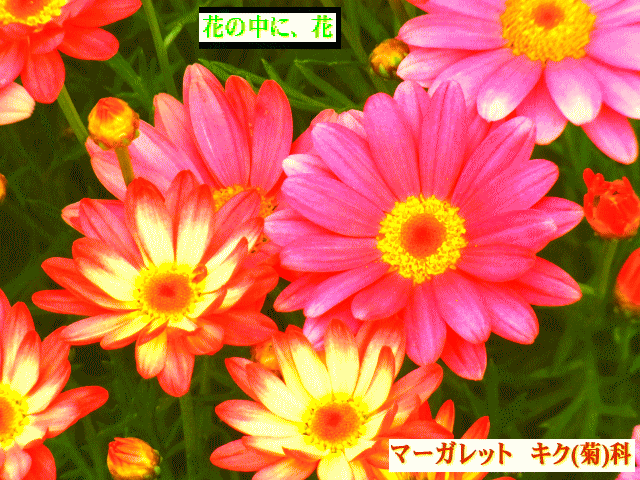 紅マーガレット　 キク(菊)科 花の中に花