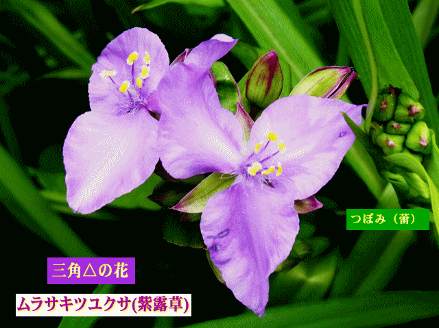 紫露草（ムラサキツユクサ(紫露草) 三角（△）の花