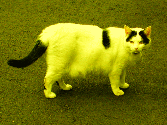 若衆髷(わかしゅうまげ)の白い猫