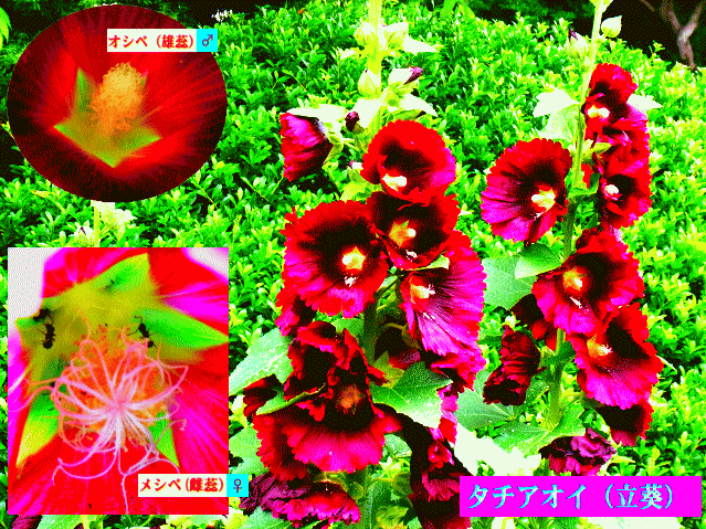 タチアオイ（立葵） 紅紫 花柱のオシベ♂とメシベ♀