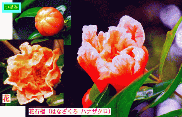 花石榴（はなざくろ ハナザクロ)  つぼみ（蕾）と花