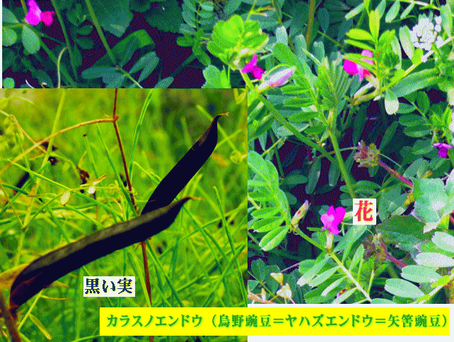 カラスノエンドウ（烏野豌豆）赤紫の花と黒く長い実
