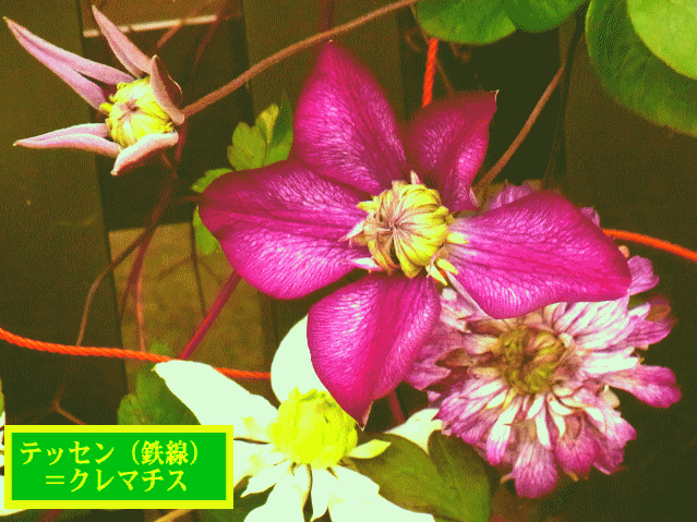 テッセン（鉄線）＝クレマチス　赤紫