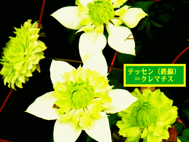 テッセン（鉄線）＝クレマチス 　白と黄緑