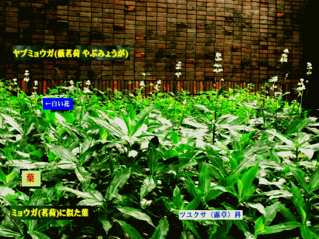 ヤブミョウガ（藪茗荷）　フラワ－ジンジャ－　白い花