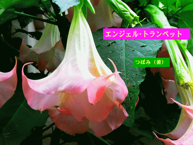 エンジェル･トランペット ピンク 蕾と開花