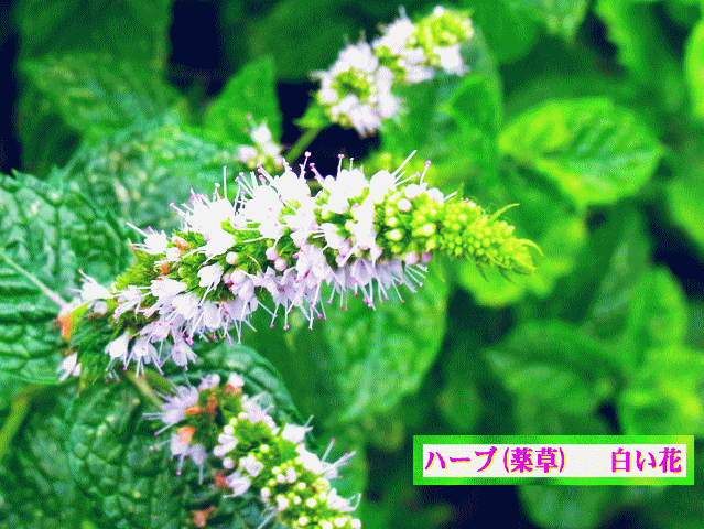 ハーブ(薬草)  白い花