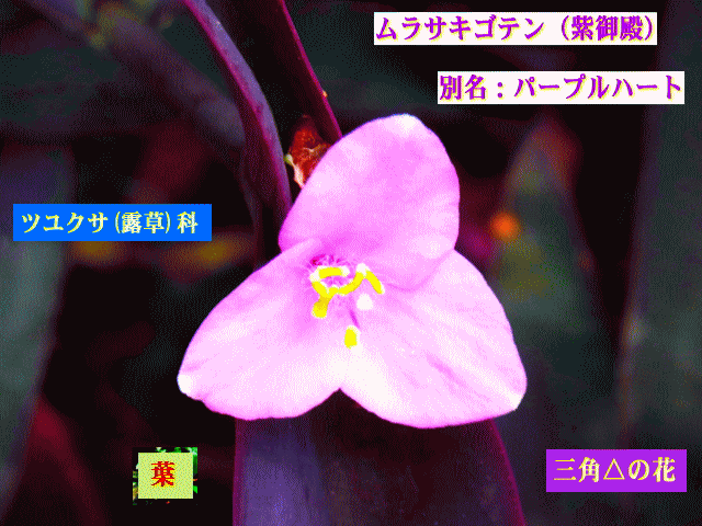ムラサキゴテン（紫御殿）パープルハート　三角△の花 
