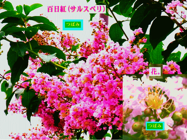 百日紅(サルスベリ　さるすべり) 　つぼみと花　ミソハギ科