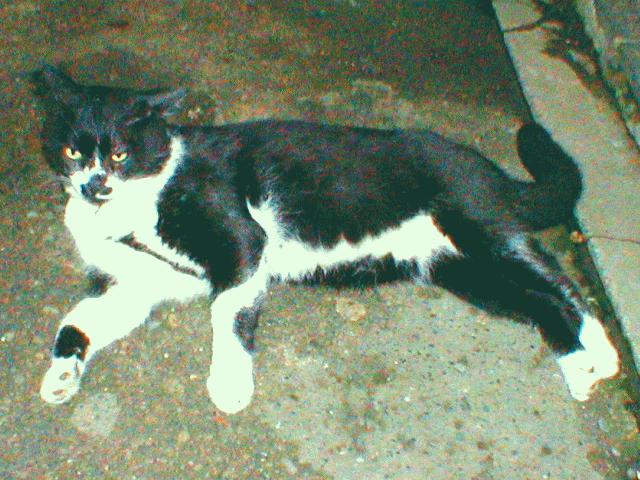 個性的な　白黒猫(ネコ)