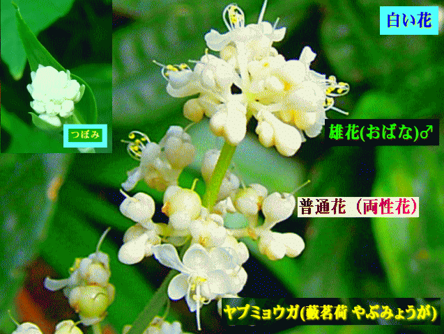 ヤブミョウガ（藪茗荷）　つぼみ（蕾）両性花と雄花♂　白い花