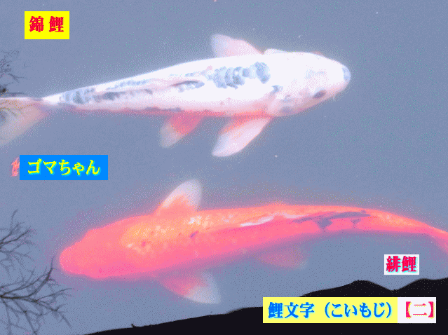 鯉文字（こいもじ）【二】白い錦鯉のゴマと緋鯉