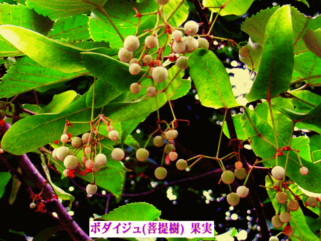 ボダイジュ(菩提樹) 果実 ;長い茎の先に