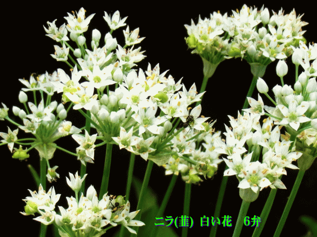 ニラ(韮) 白い花　６弁