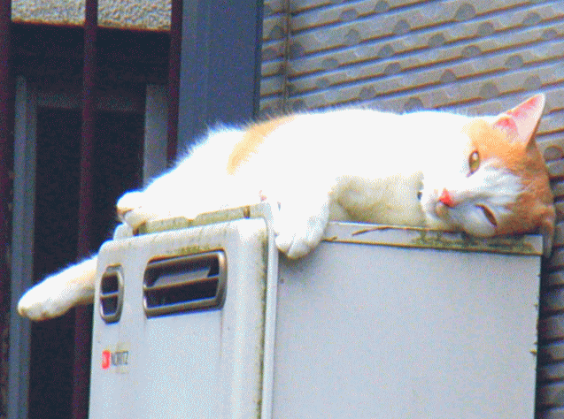 昼寝ネコ（猫)
