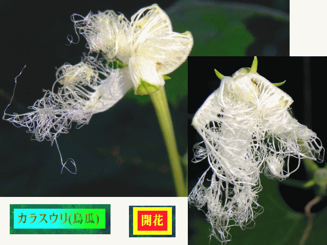 カラスウリ(烏瓜) ほころぶレース状の白い花