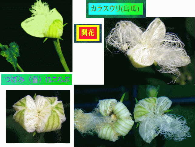 カラスウリ(烏瓜) つぼみ ほころぶ 白い花