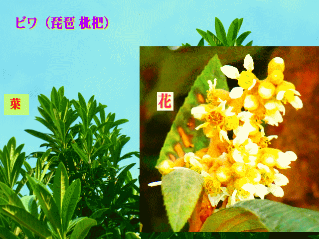 ビワ（琵琶 枇杷）白い花　大きな葉
