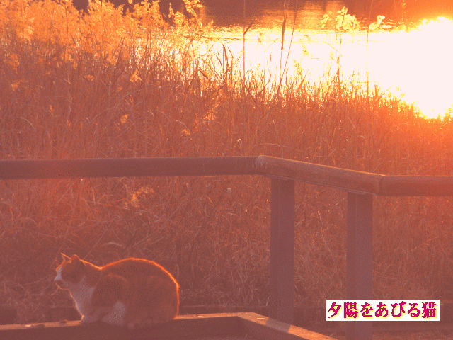 夕陽をあびる猫