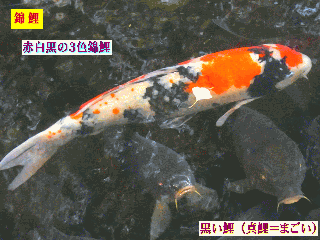 赤白黒の３色錦鯉（にしきごい）と真鯉（まごい）