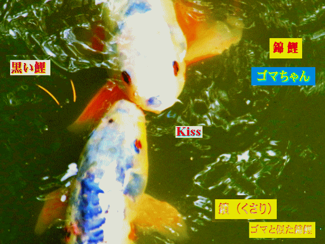 錦鯉のゴマちゃんと鎖(くさり)Kiss  黒い鯉