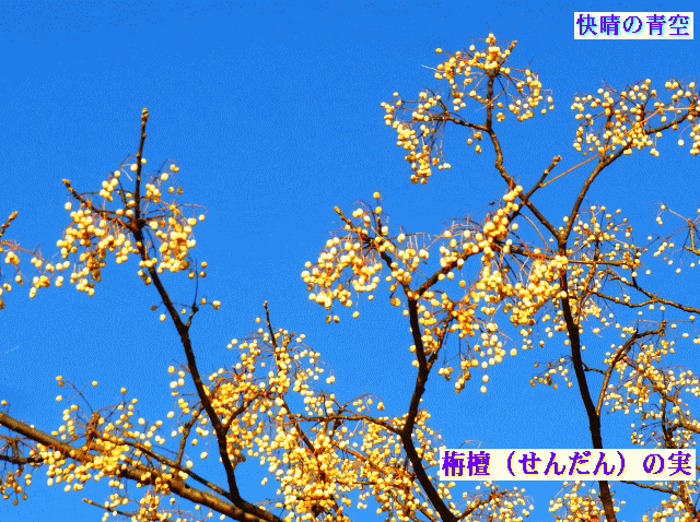 快晴の青空に、栴檀（せんだん）の実  ◆早春の空
