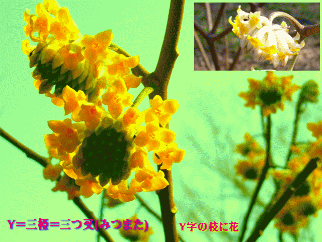 Y＝三椏＝三つ叉(みつまた)   Y字の枝に花